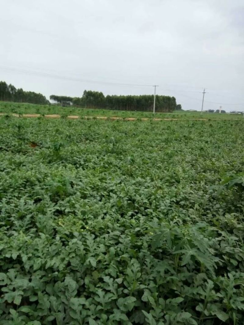 黑美人西瓜6斤打底8成熟1茬