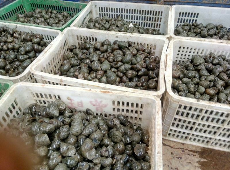 田螺食用鲜活