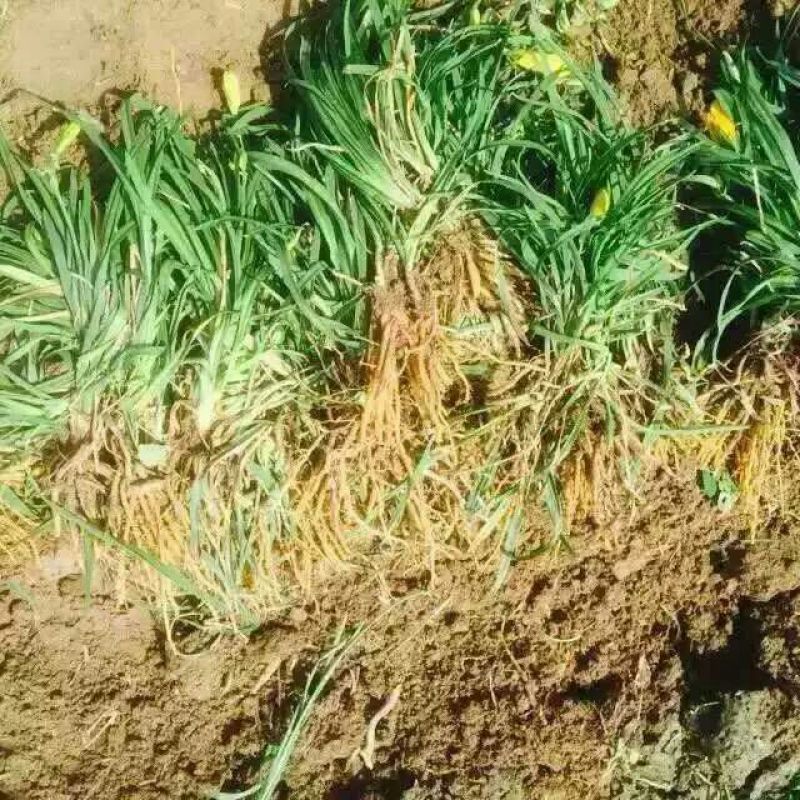 金娃娃萱草沭阳本地苗高8-15公分上车价0.1元一芽！