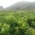 庄氏鑫兴苗木红心蜜柚苗包品种
