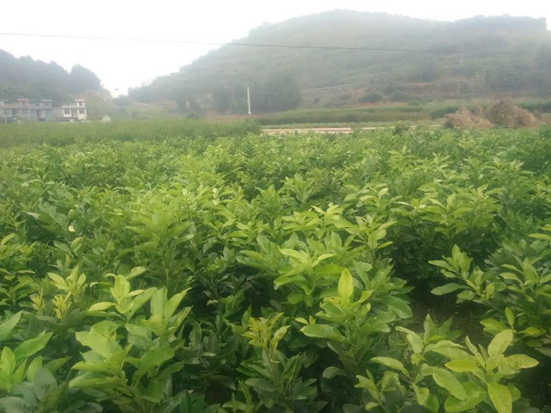 庄氏鑫兴苗木红心蜜柚苗包品种
