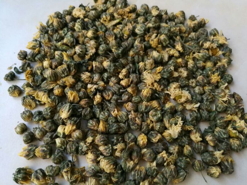 白菊花茶胎菊