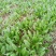 全能菠菜15~20厘米