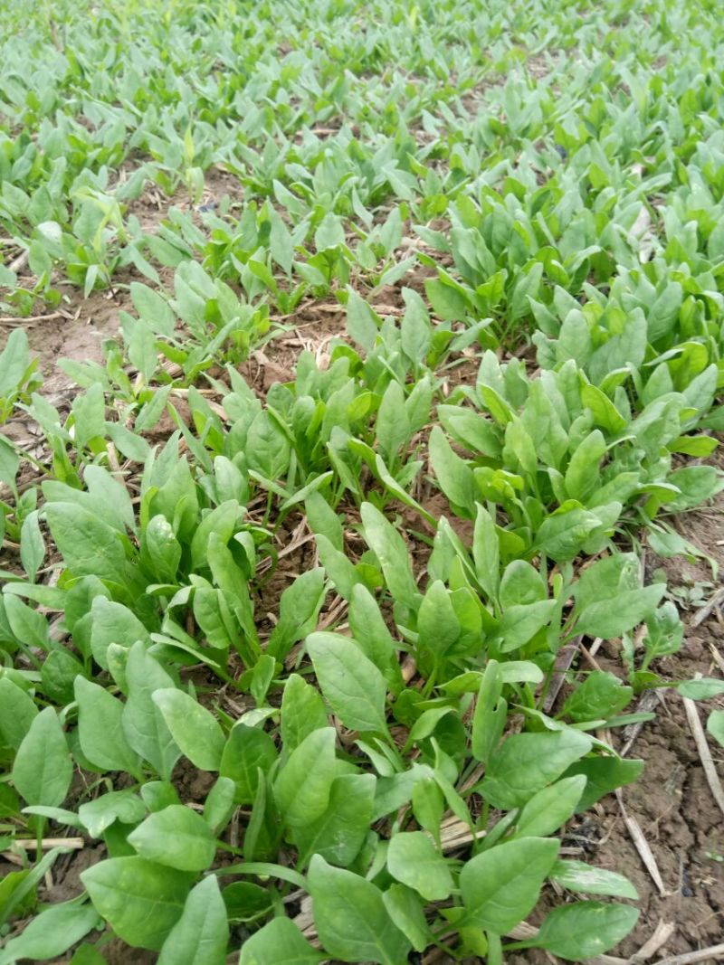 全能菠菜15~20厘米