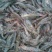 青虾食用16~20只/kg