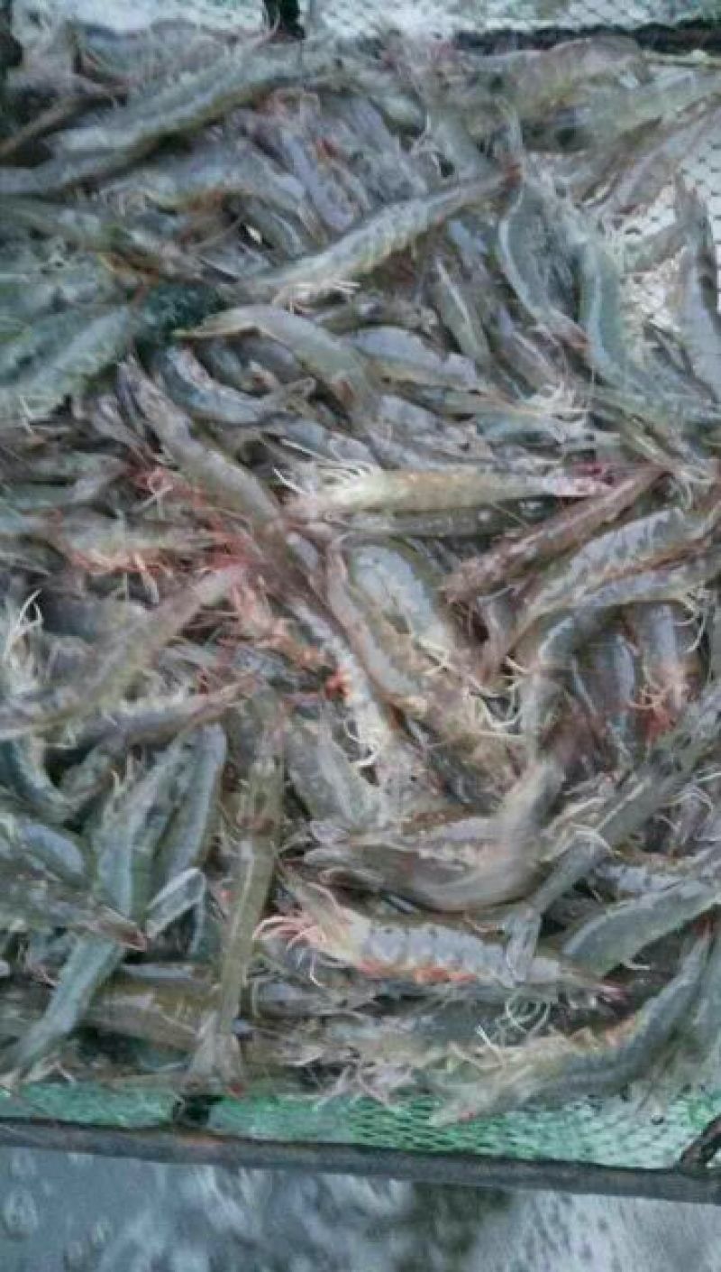 青虾食用16~20只/kg