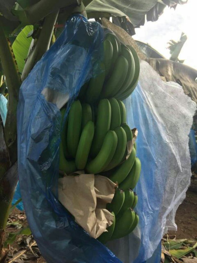 巴西香蕉七成熟