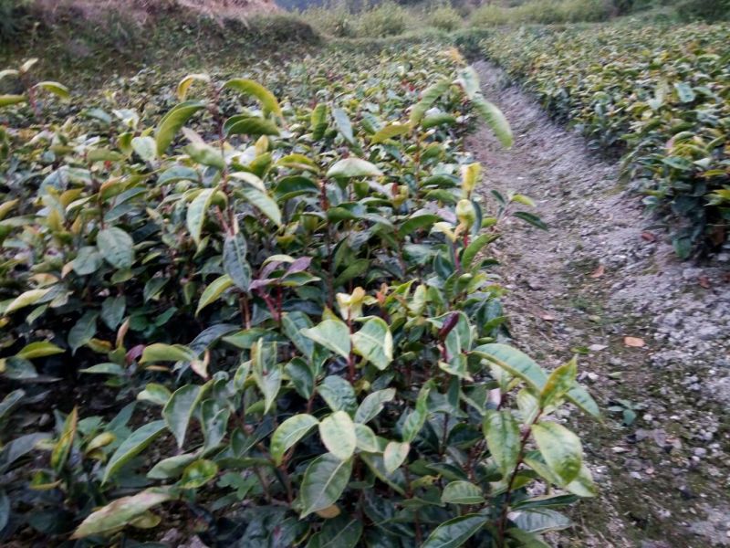 油茶苗70~100cm
