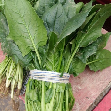 越冬菠菜20~25厘米