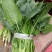 越冬菠菜20~25厘米
