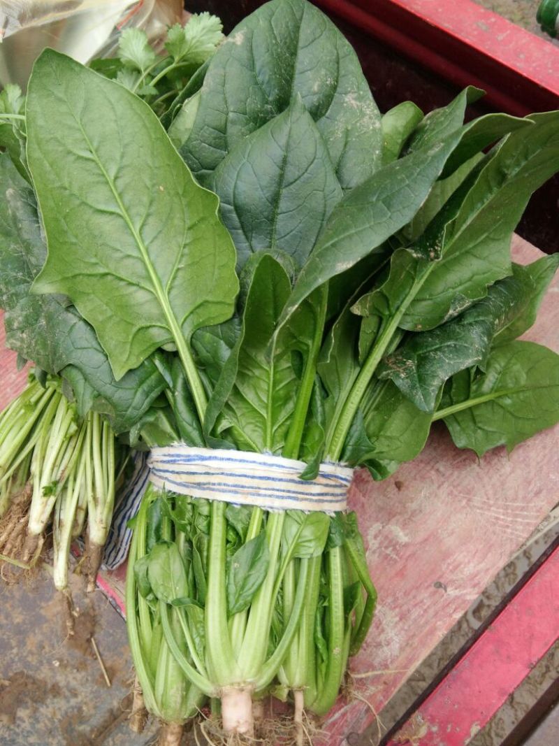 越冬菠菜20~25厘米