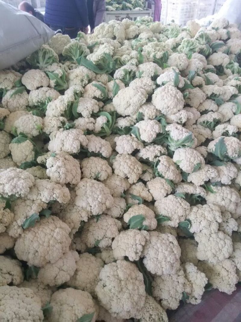 菜花江苏沛县工厂脱水市场白面青梗散花菜有机菜花