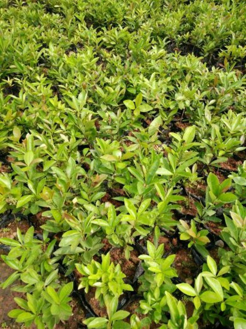 樱桃树苗4年50~80cm
