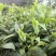 百年大树茶三级