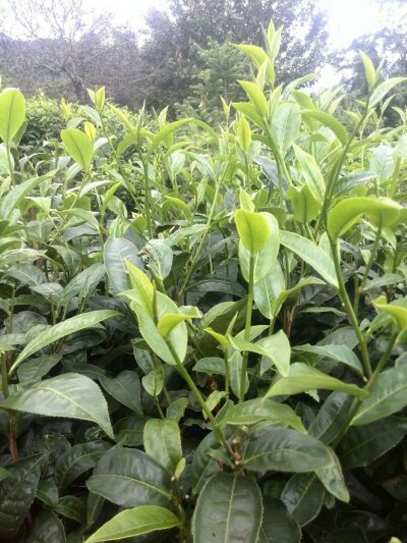 百年大树茶三级