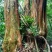 马灵光1.5~2m