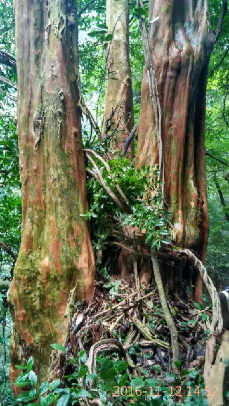 马灵光1.5~2m