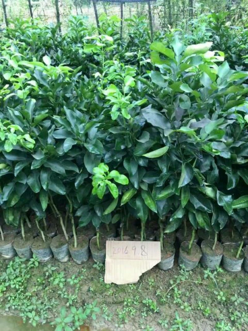红心蜜柚苗0.5~0.8m0.8~1cm