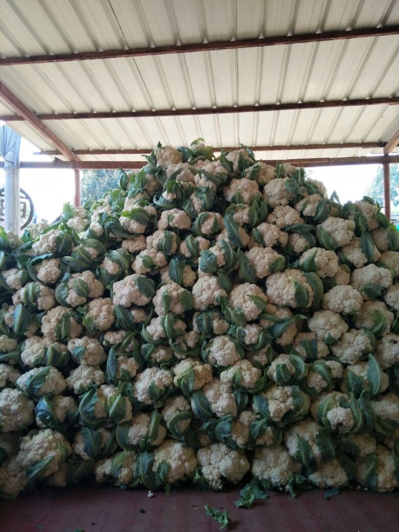 有机菜花青梗，米黄色，批发零售！可视频看货，可全国发