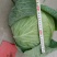 脆包菜连花白2~3公斤产地直供