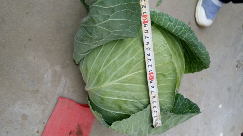 脆包菜连花白2~3公斤产地直供