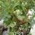 蓝莓苗30~50cm1~2年