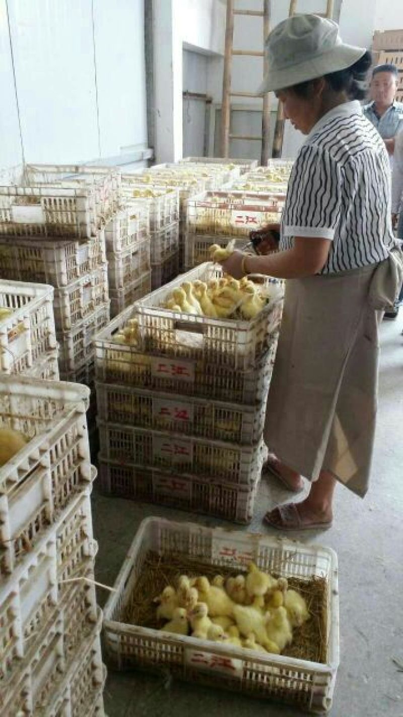 狮头鹅苗250g以上