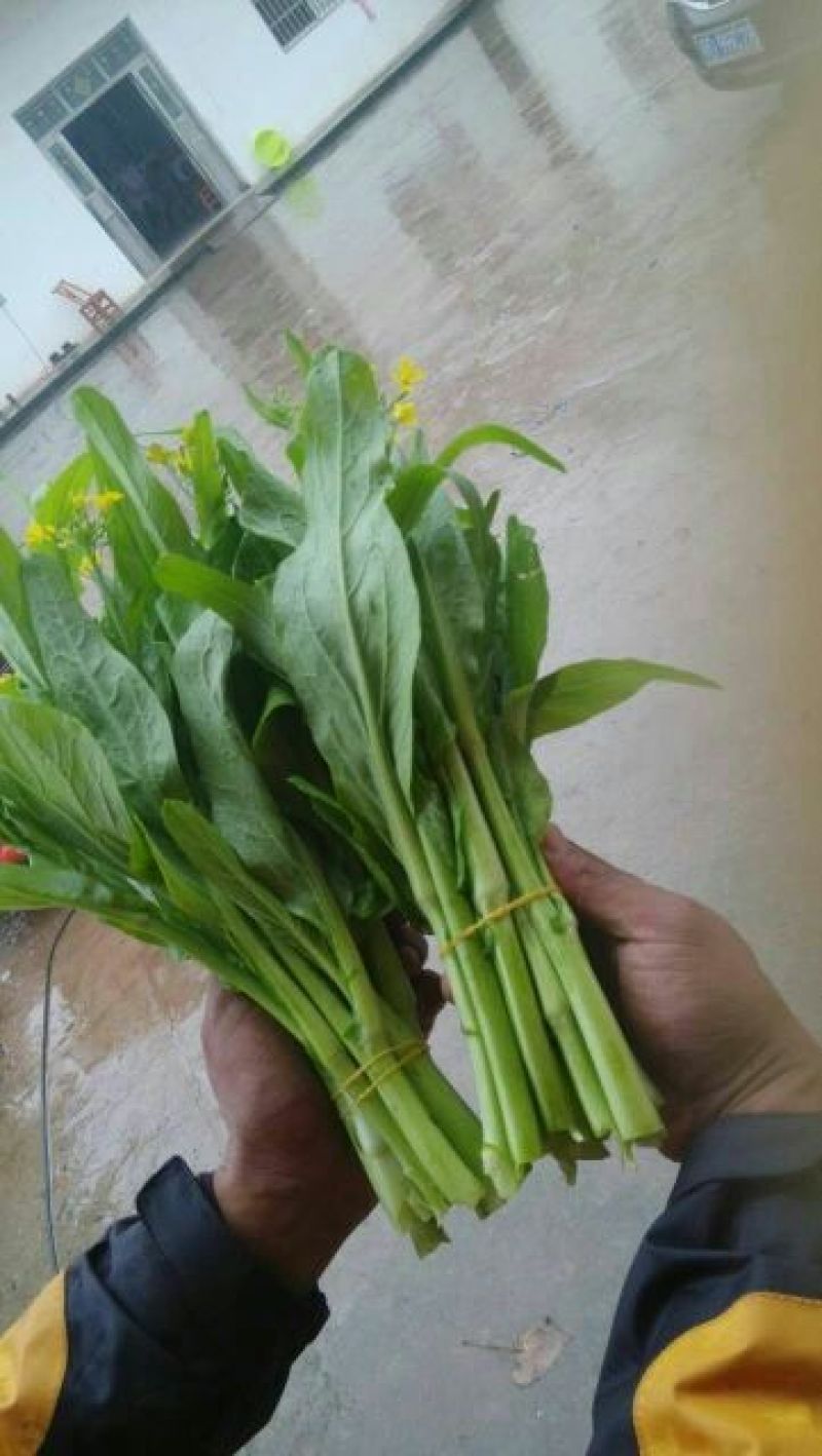 白菜苔15~20厘米
