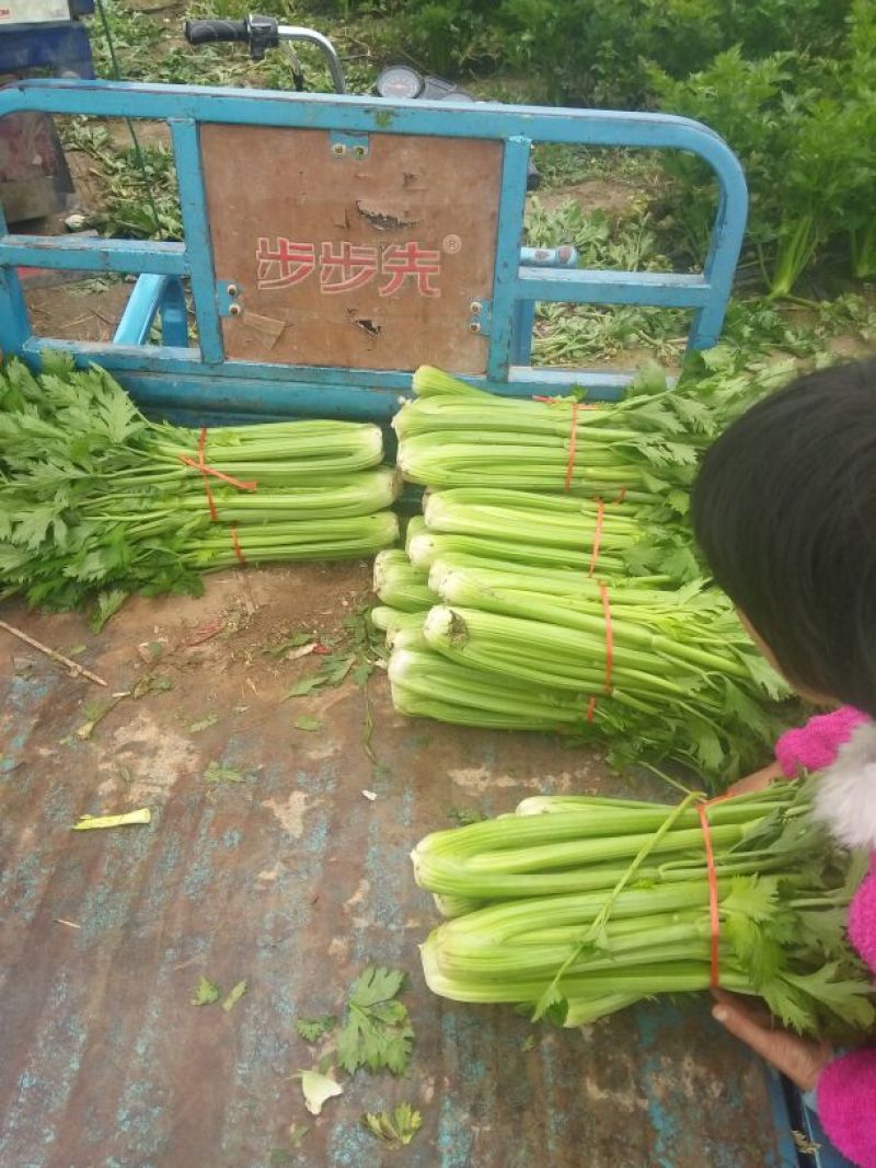 【推荐芹菜】西芹法国皇后河南大棚种植叶绿杆亮量大从优欢迎电联