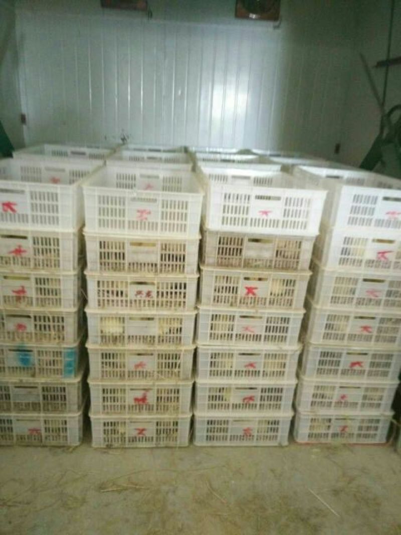 狮头鹅苗250g以下