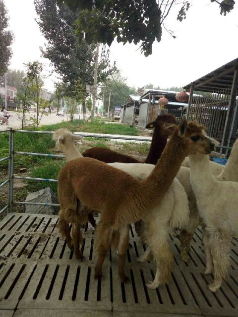 羊驼旅游观光展览
