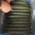 黄瓜22~25公分鲜花带刺，欢迎新老客户前来选购。