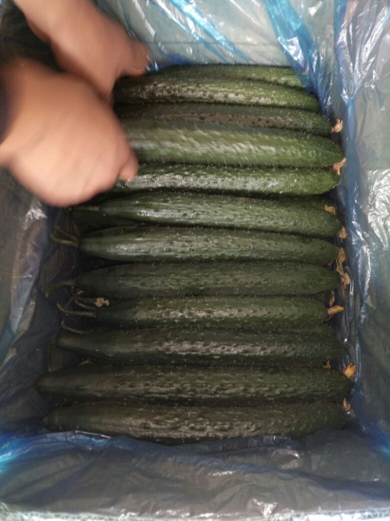 黄瓜22~25公分鲜花带刺，欢迎新老客户前来选购。