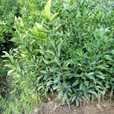 塔罗科血橙苗50~80cm