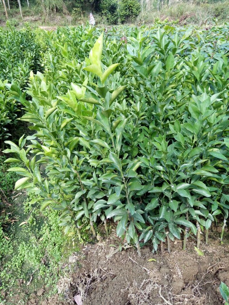 塔罗科血橙苗50~80cm