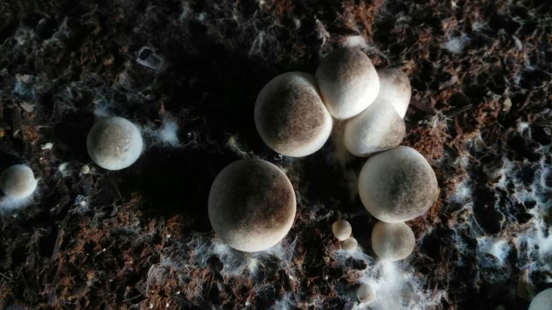 鲜草菇