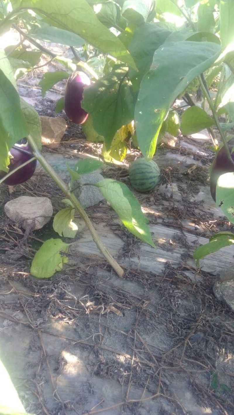 茄子一斤以上椭圆形长茄，个大果亮，物美价廉