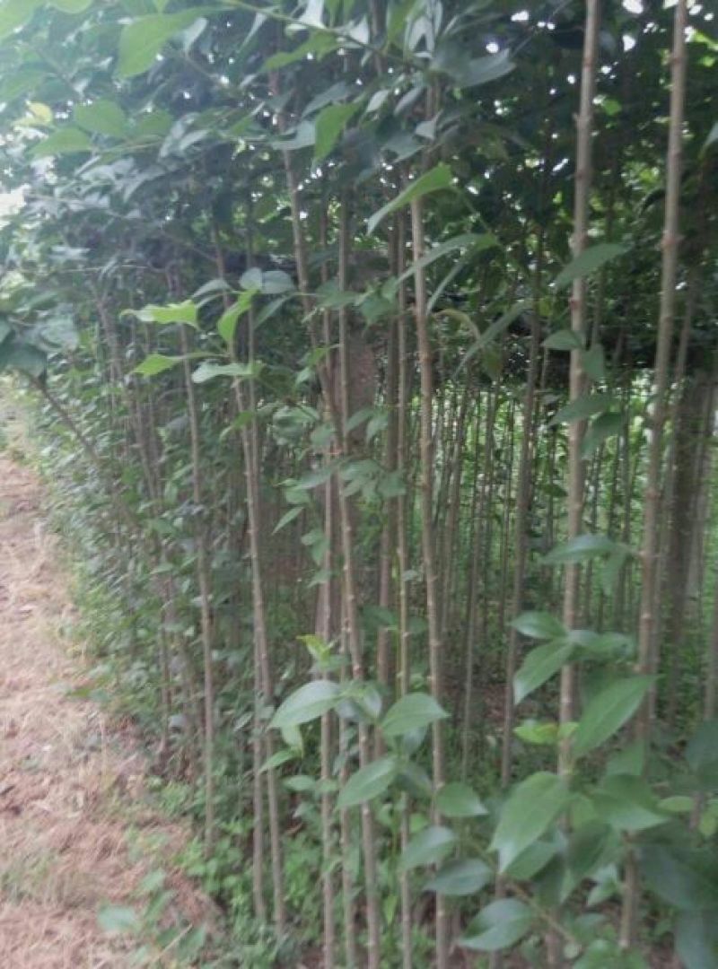大叶女贞4cm以下