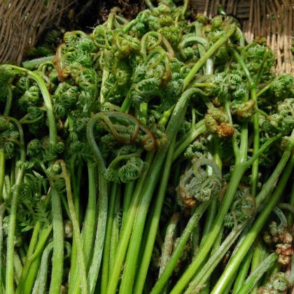 龙爪菜甘肃定西市漳县_批发_供应-一亩田农业