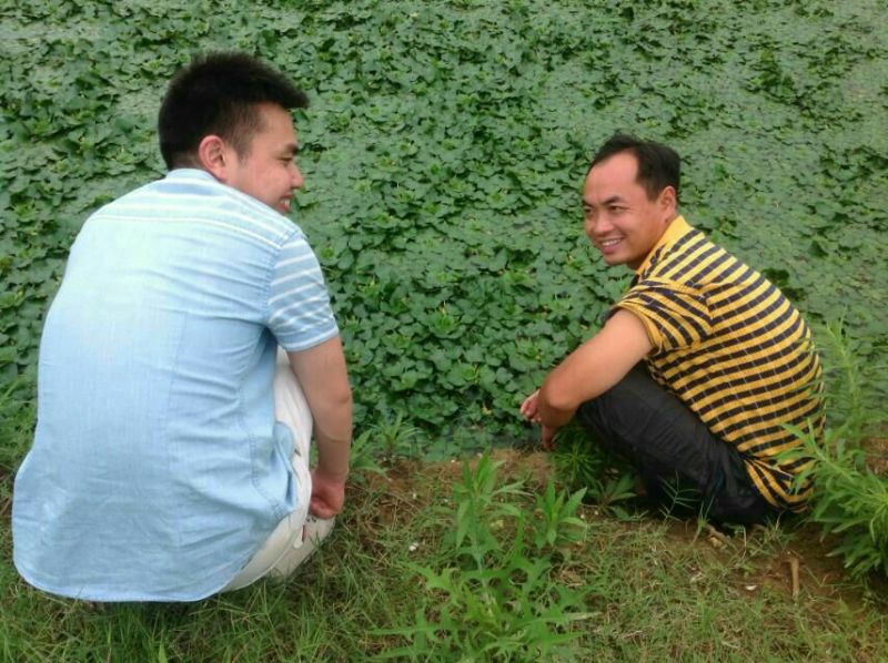 青菱苗优质高产大量供货量大价优