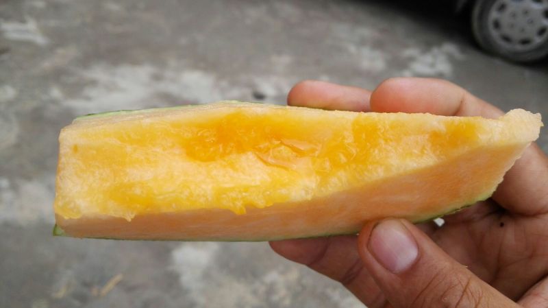 伽师瓜5斤以上长圆形