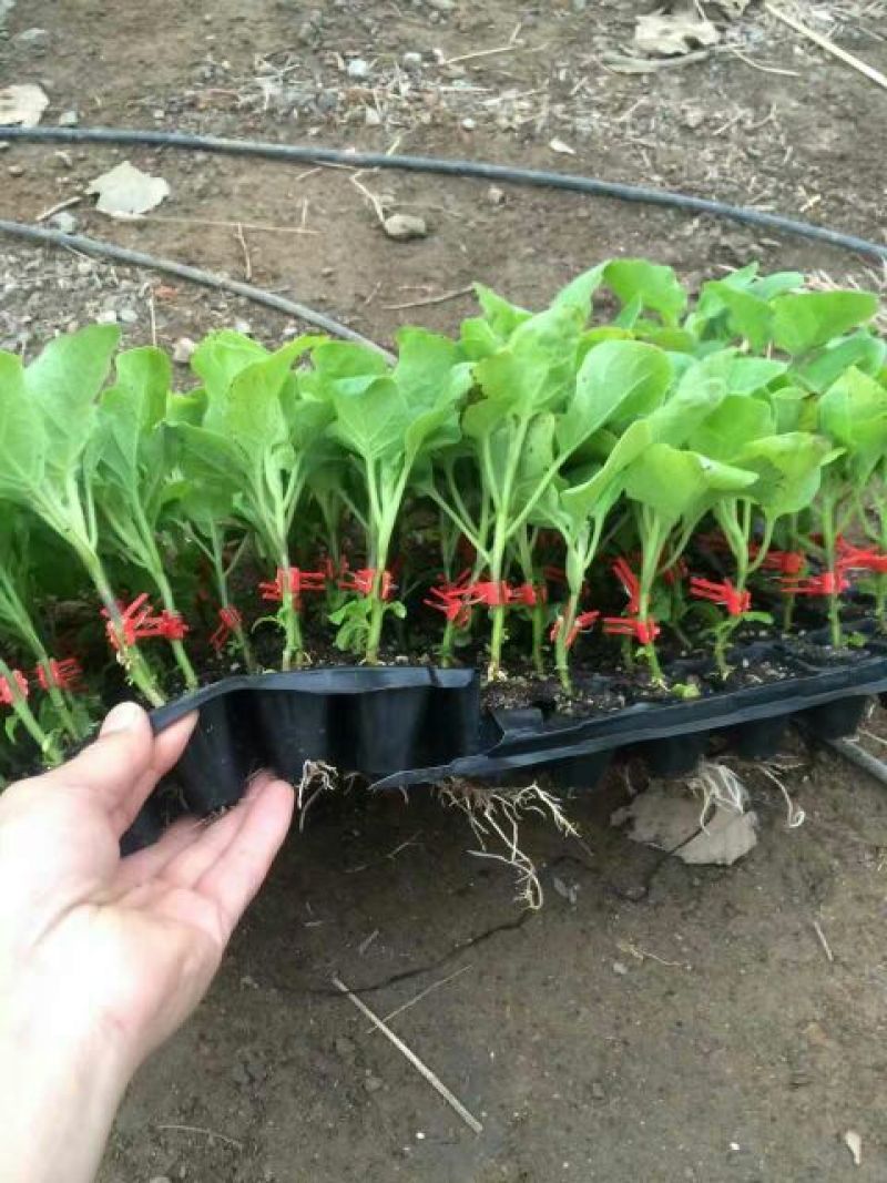 茄子苗