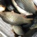 池鲤鱼食用1~2公斤