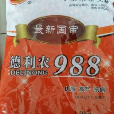 玉米种子