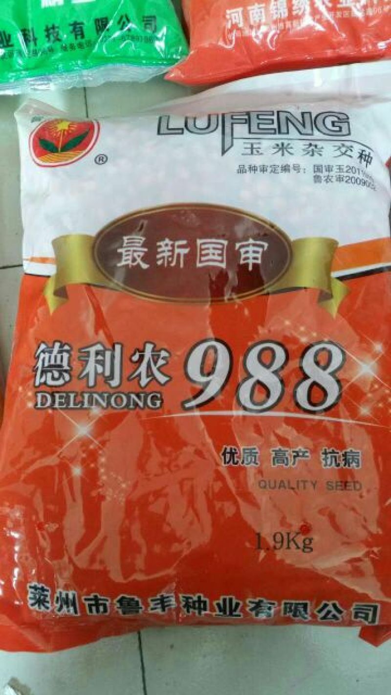 玉米种子