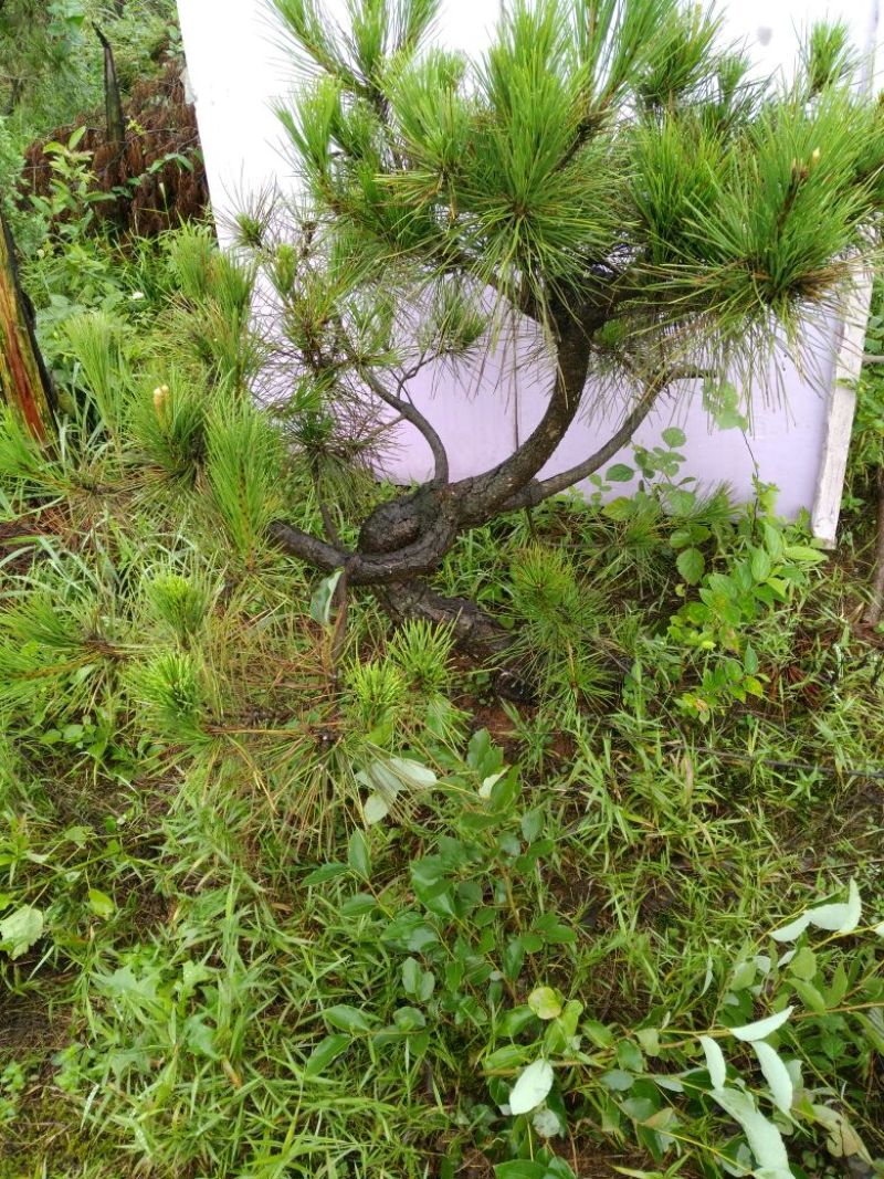 松树树桩10~15cm