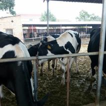 【奶牛】高产奶牛400~500kg基地直供可视频