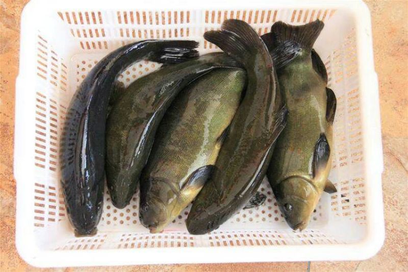 丁桂鱼15~20cm