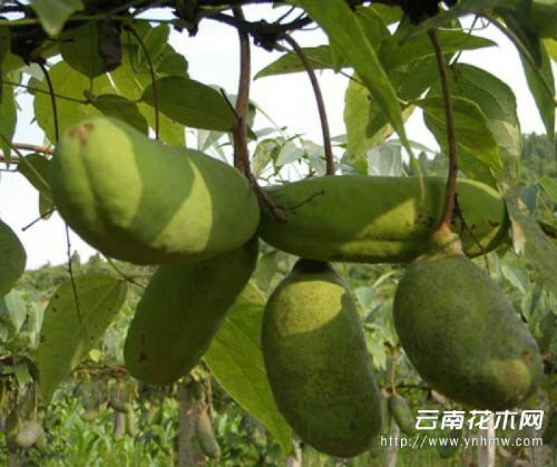八月瓜苗紫瓜一年就能挂果的大苗