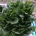 越冬菠菜20~25厘米